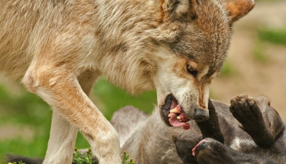 Territorio de lobos: el inmovilismo de las ideas